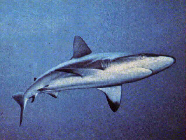 Requin dagsit