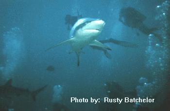 Requin balestrine