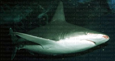 Requin cuivré