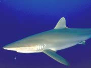 Requin soyeux