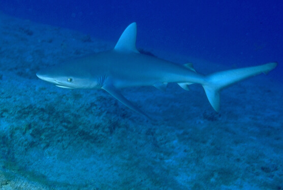 Requin des galapagos