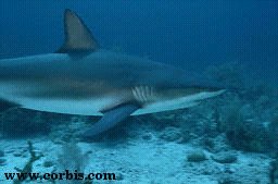Requin bouledogue