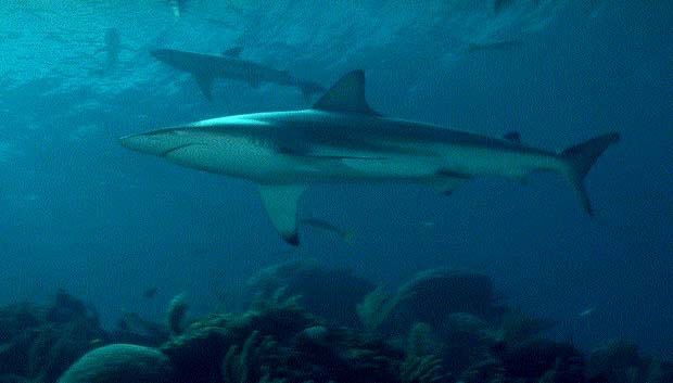 Requin bordée