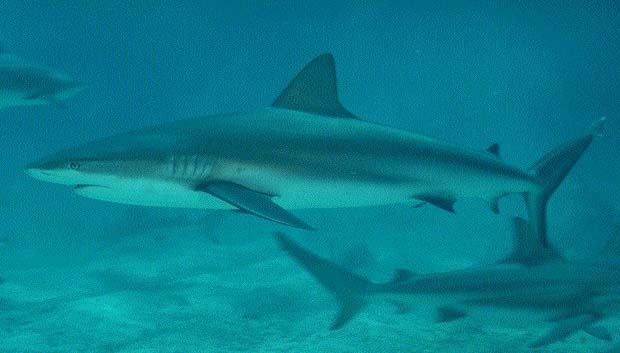 Requin de récif