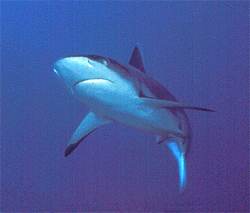 Requin à queue noire
