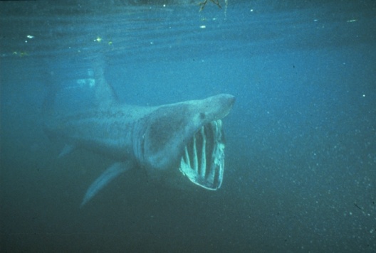 Requin plerin