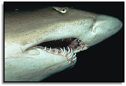 Requin taureau