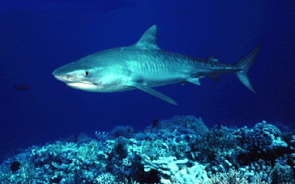 Requin tigre