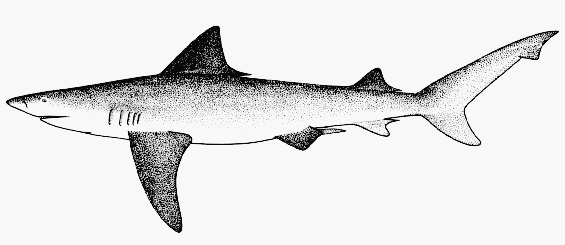 Requin du gange