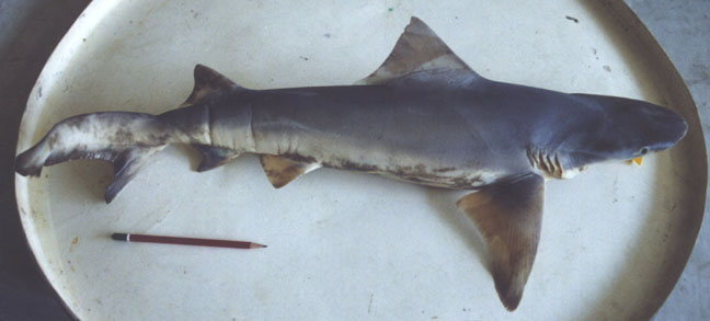 Requin lancette