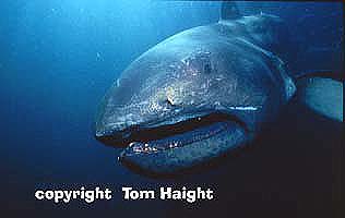 Requin grande gueule