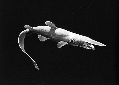 Requin lutin