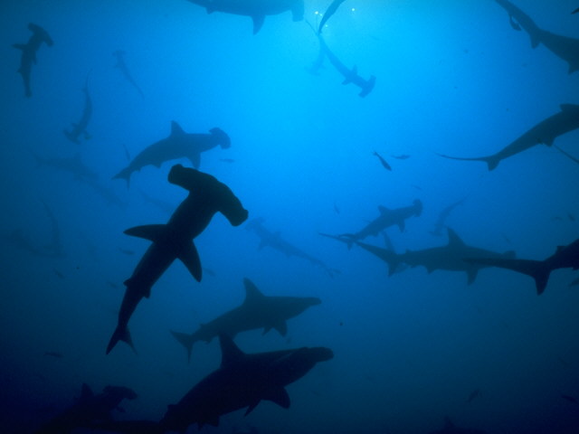 Requin marteau à feston