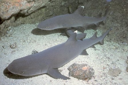 Requin corail